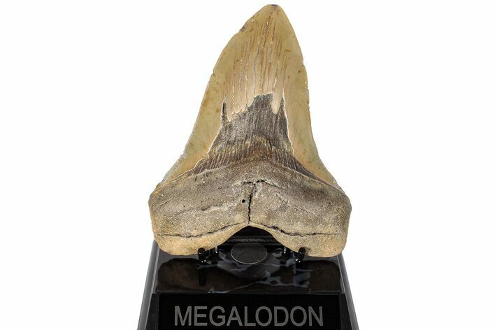 Fossil Megalodon Tooth - North Carolina #200236
